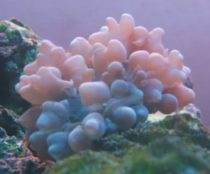 bubble.webp