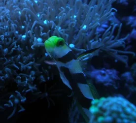 highfingoby.webp
