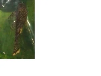 plec2.webp plec2.webp
