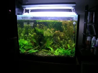 Pictures_of_my_planted_tank_001.webp