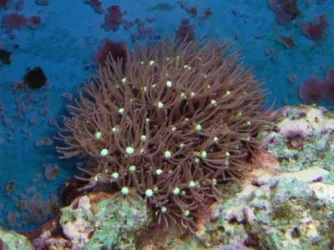 pachyclavularia.webp