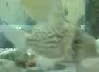 the_fish.webp