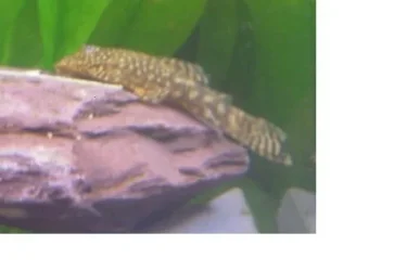 lil_Plec.webp