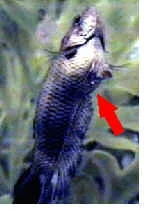 female_betta__ovipositor.webp
