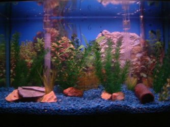 DSCF0252.JPG DSCF0252.JPG