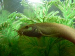 loach_redo.jpg loach_redo.jpg