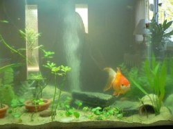 aquariumredo.jpg aquariumredo.jpg