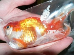 goldfishbag124.jpg goldfishbag124.jpg