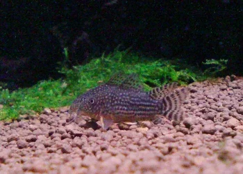 2cories.webp 2cories.webp