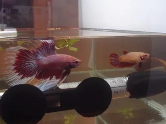 bettas.webp