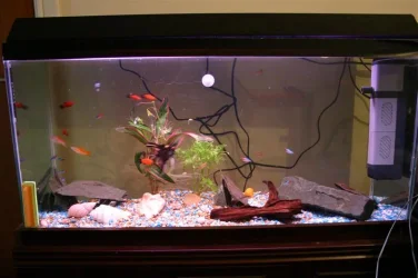 MarksfishTank.webp