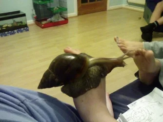 Snail9.webp