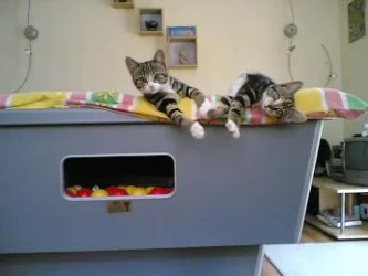 Chillin_on_pool_table.webp