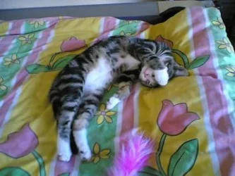 Camera_shy_fifi.webp