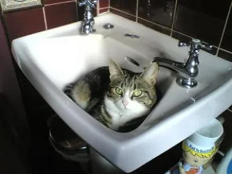 fifi_in_sink.webp