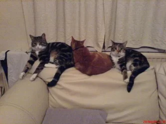 All_my_babies.webp