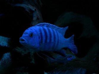 blue_malawi.jpg blue_malawi.jpg