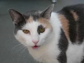 Her_come_hither_look.webp