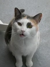 Kitty.webp