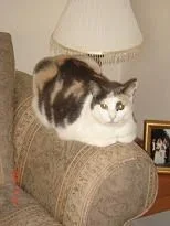 Kitty_where_are_your_feet.webp