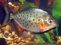 fwf_piranha_20pygo_20Red_20Belly_202in_sm.webp