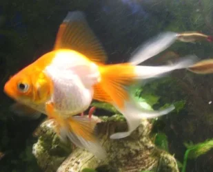 goldfish.webp