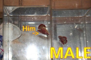 MALE_TO_BUY_ON_THE_LEFT.jpg MALE_TO_BUY_ON_THE_LEFT.jpg