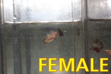 FEMALE_TO_BUY.jpg FEMALE_TO_BUY.jpg