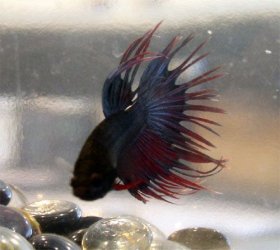betta_2.jpg betta_2.jpg