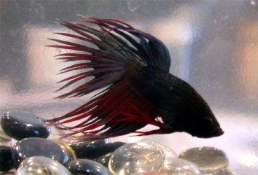betta_3.jpg betta_3.jpg