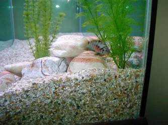 Convict_pic.webp