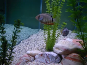 Severum_pic.webp