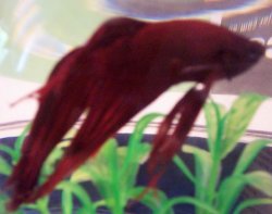 monet_4.jpg