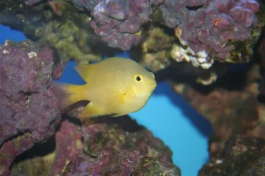 new_fish_pics_025.webp
