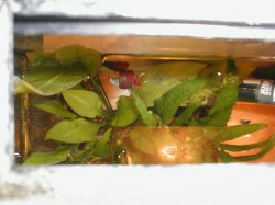 stunnedhimself.JPG stunnedhimself.JPG