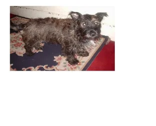My_Dog.webp