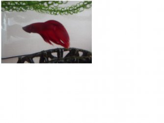Betta2.JPG