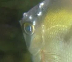 ANGEL_FISH.webp