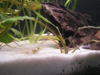 shrimp.webp