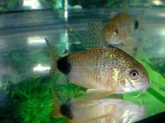 c.caudimaculatusflash.webp