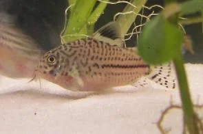 trilineatus2.webp