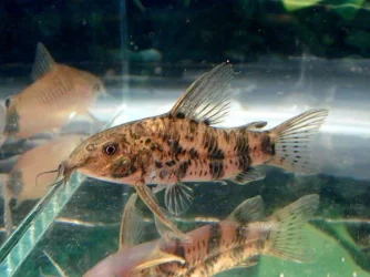 s.macropterus.webp