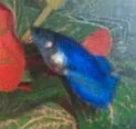 Lily_side2.webp