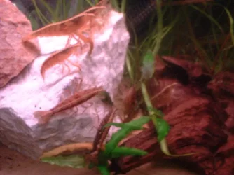 fan_shrimp_010.webp