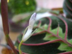 IMG_1104smaller.JPG