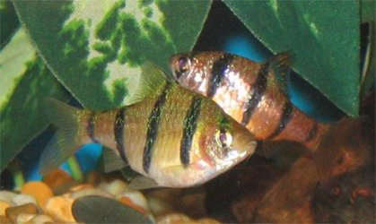 which_fish.jpg which_fish.jpg