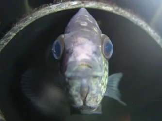 fishytricks_047.webp