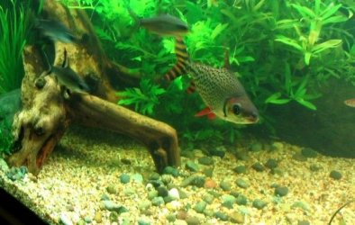 fish2.JPG fish2.JPG