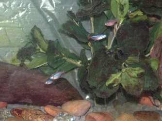 tetras_faded_colours.jpg tetras_faded_colours.jpg