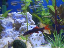 red_tail_shark.JPG red_tail_shark.JPG